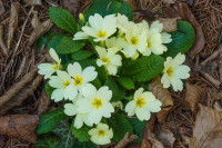 /album/rund-um-den-konigsberg-vulkanland-6-marz-2025/tieschen-kloch-06-03-2025-13-jpg/